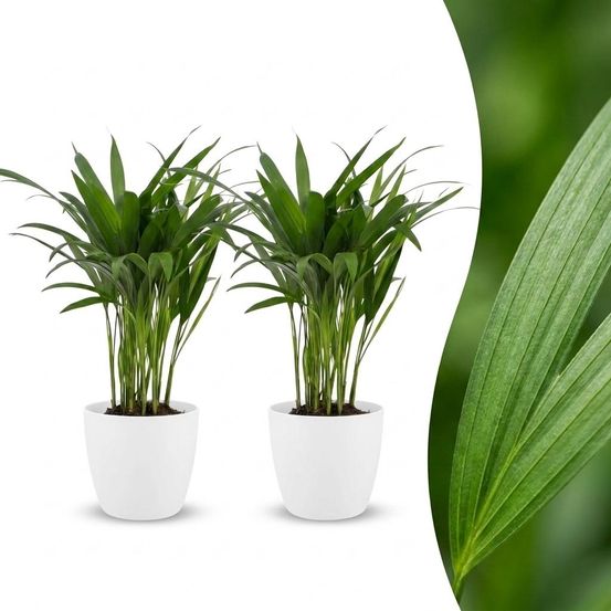 Areca lutescens - palmier areca - lot de 2 plantes - avec cache-pot blanc - pot ø12 cm, h 45 cm