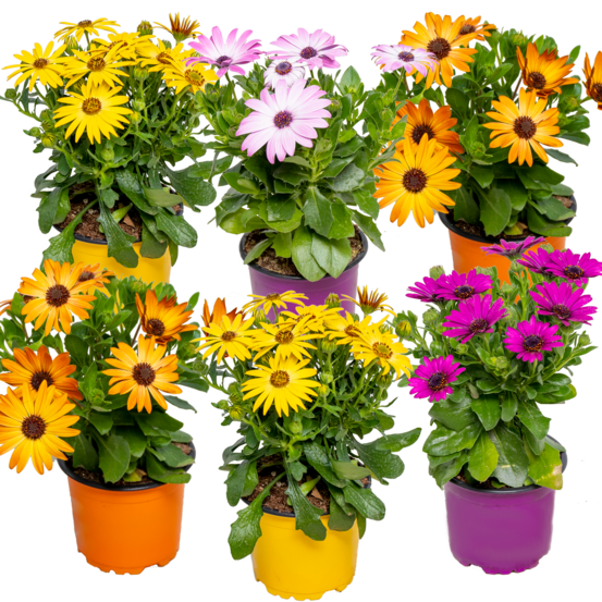 Lot de 6 - osteospermum - marguerite du cap - mélange de couleurs - 15-20 cm de haut - pot 10,5 cm