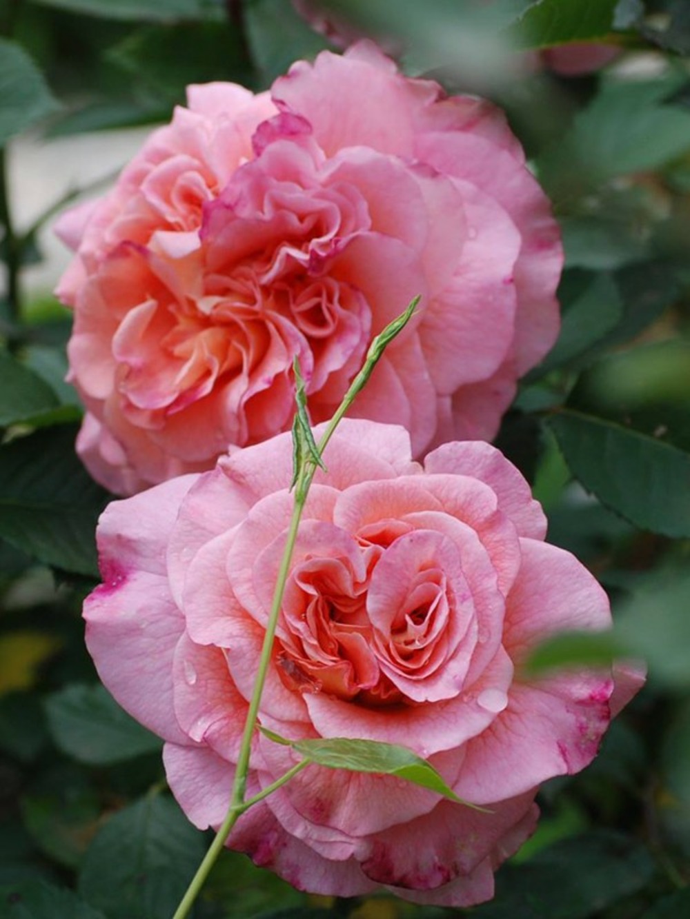 Rosier thé moderne 'augusta louise'® pot de 4l/5l