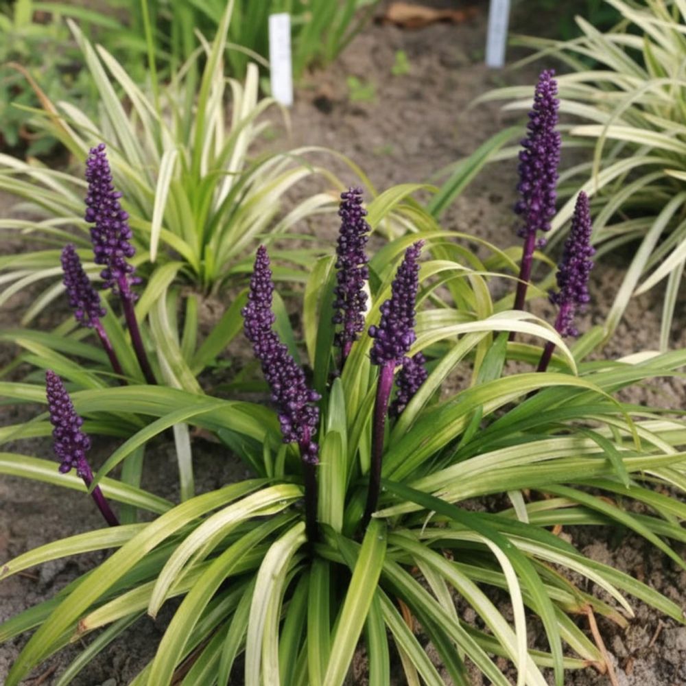 Liriope purpureum lot de 5 godets