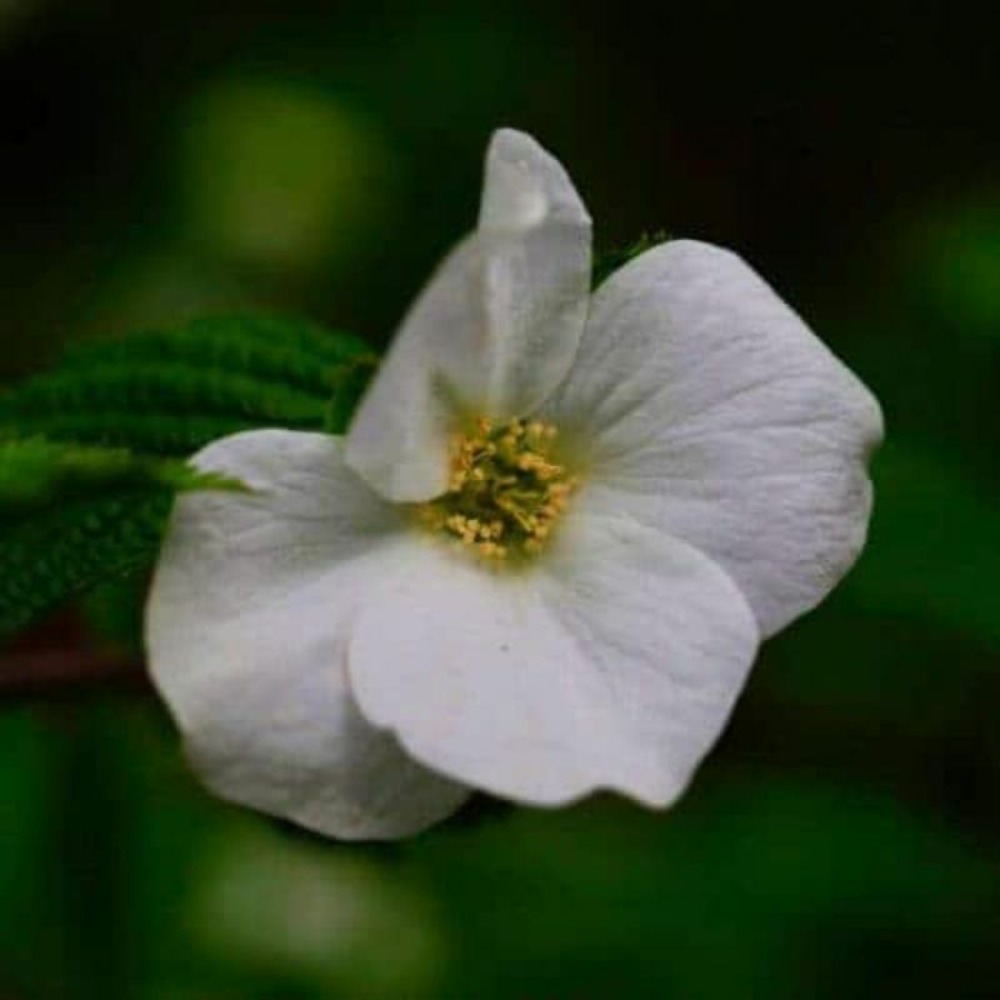 Fausse corète (rhodotypos scandens)
