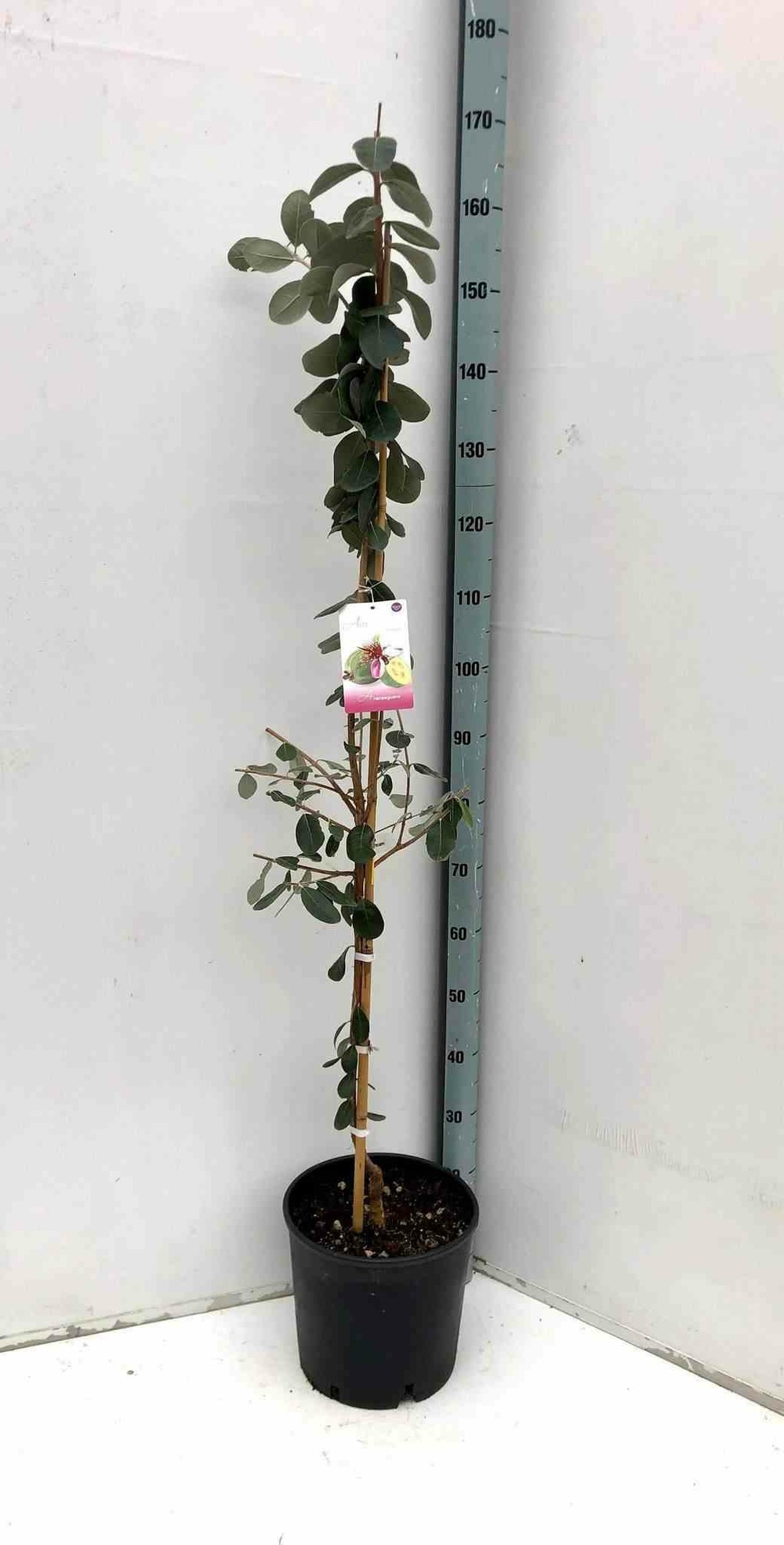 Acca sellowiana (ananas feijoa ou goyave) pot de 12 litres ? 140/160 cm