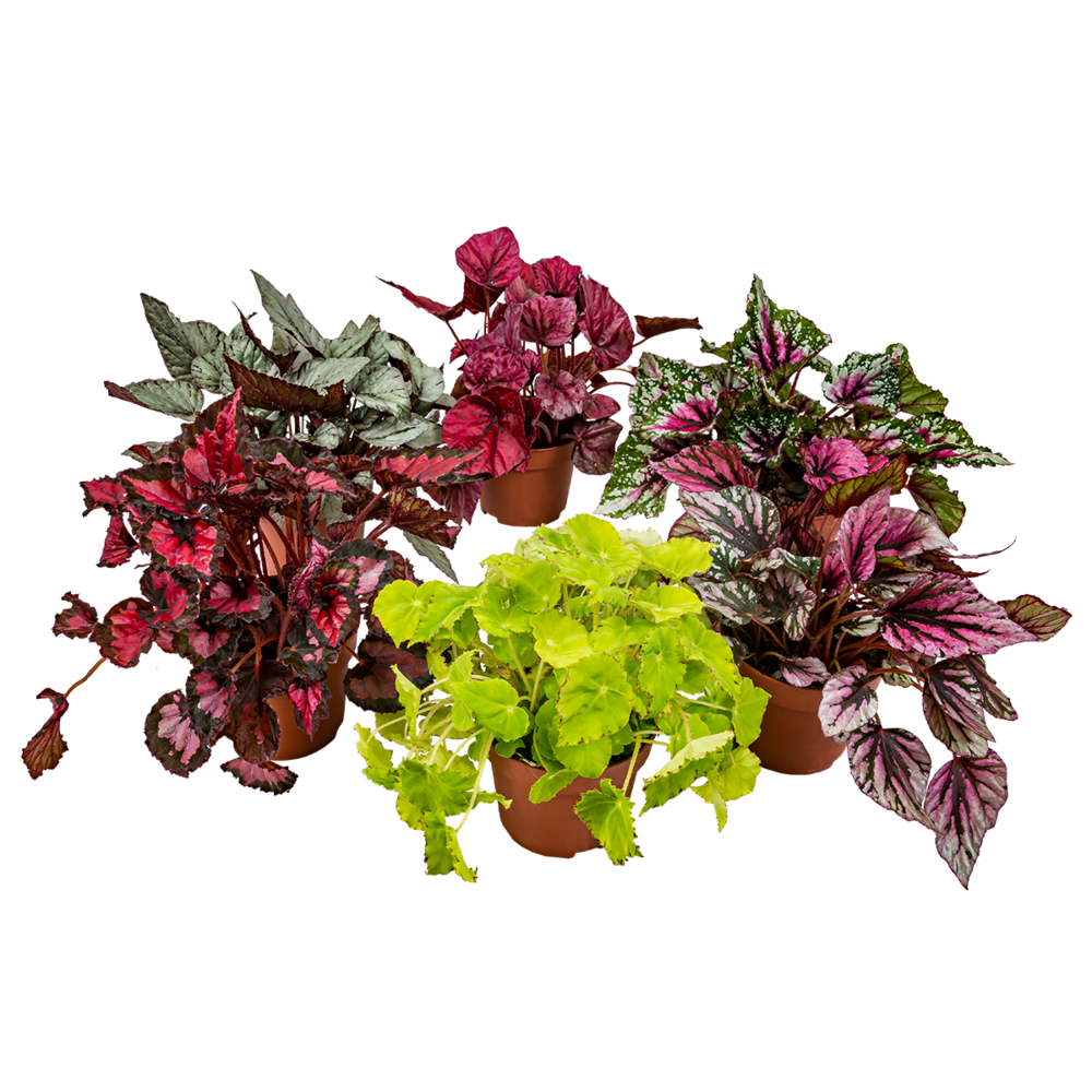 Begonia beleaf mix - bégonia à feuilles - lot de 6 - plante d’intérieur - pot ⌀12 cm - 20-25 cm