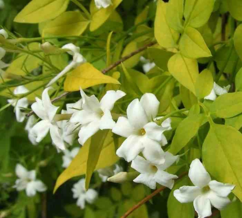 Jasminum officinale pot de 25l - 200-225cm