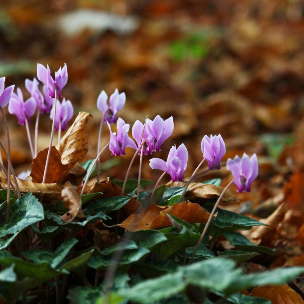 Cyclamen coum godet - 5/20 cm