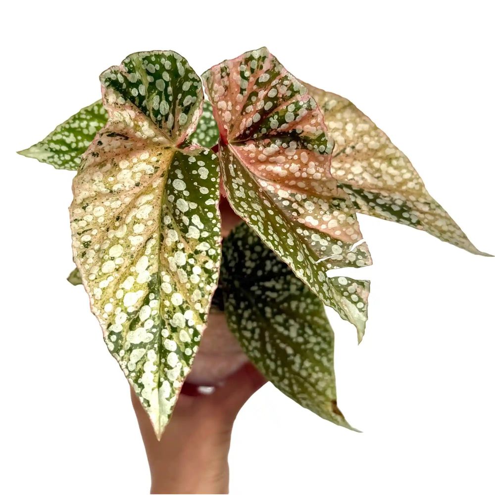 Begonia snowcap variegata - pot de 7cm