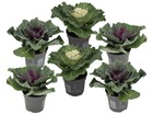 Brassica oleracea - set de 6 - chou ornemental - feuilles décoratives - pot de 10.5 cm - hauteur de 10-20cm