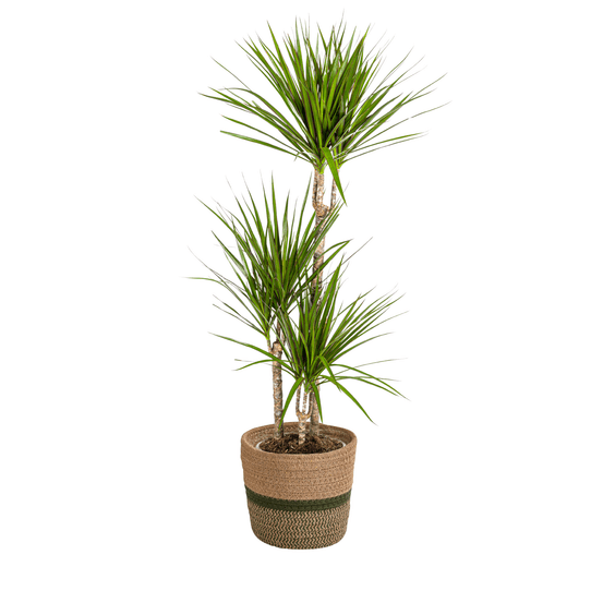 Dracaena marginata green avec cache-pot ø21cm - ↕110 - 130cm - plantes d'intérieur
