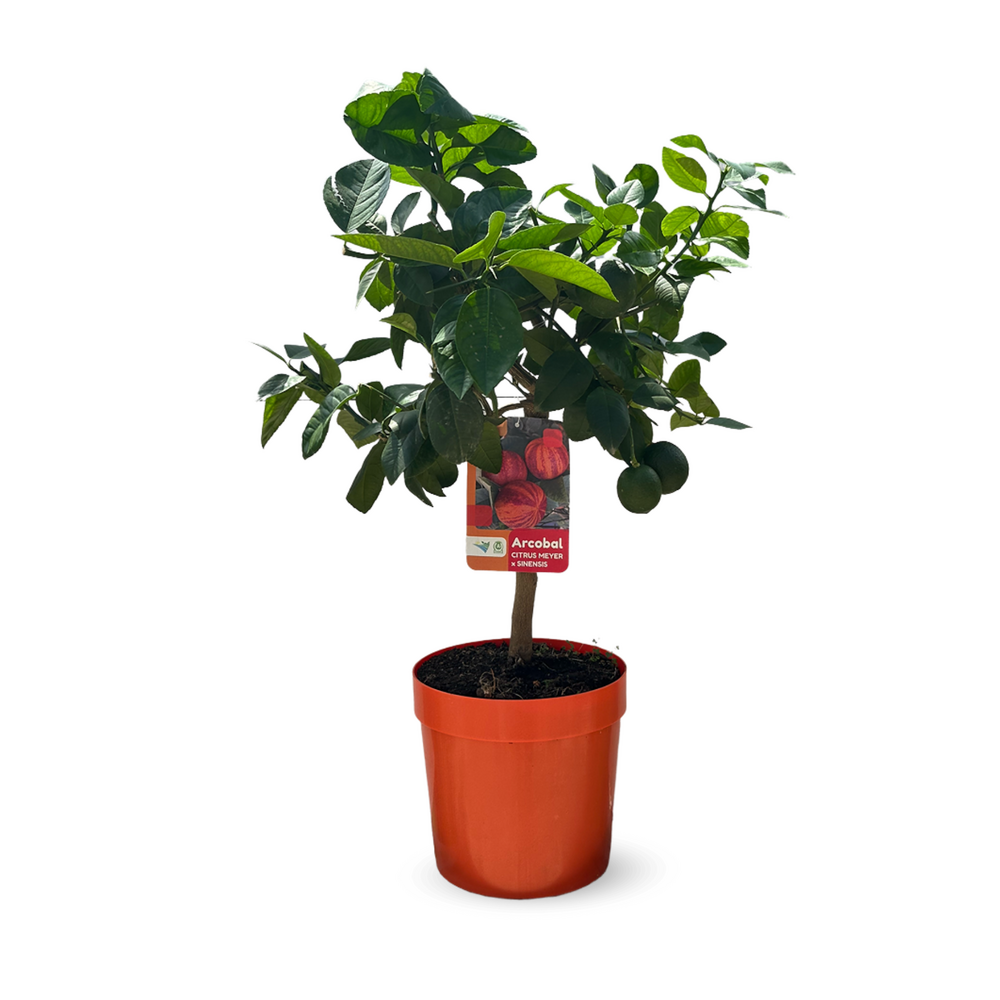 Oranger Arcobal - citrus meyer sinensis - agrume méditerranéen - arbre fruitier - 75-85 cm - ⌀ 22 cm