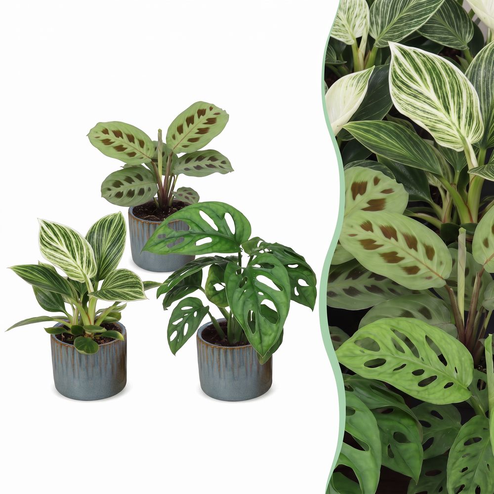 Baby plantes surprise avec cache-pots linnea bleu brume - lot de 3 mini plantes tropicales - pot ø6 cm