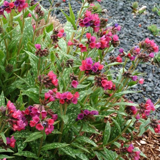 Pulmonaire raspberry splash® lot de 9 godets