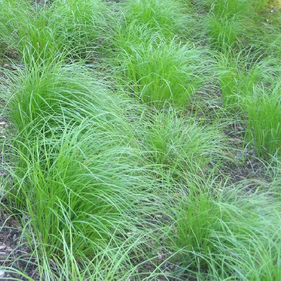 Laîche de pennsylvanie lot de 5 godets