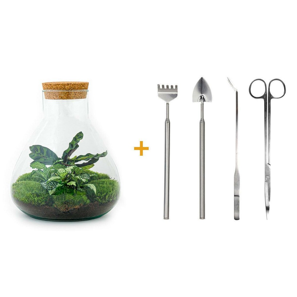 Terrrium en kit fittonia vert calathea lancifolia et 4 outils - h27 cm - ø27 cm