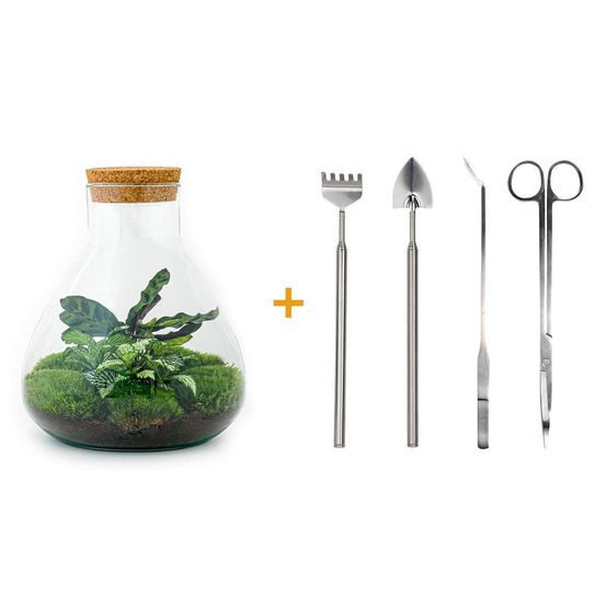 Terrrium en kit fittonia vert calathea lancifolia et 4 outils - h27 cm - ø27 cm