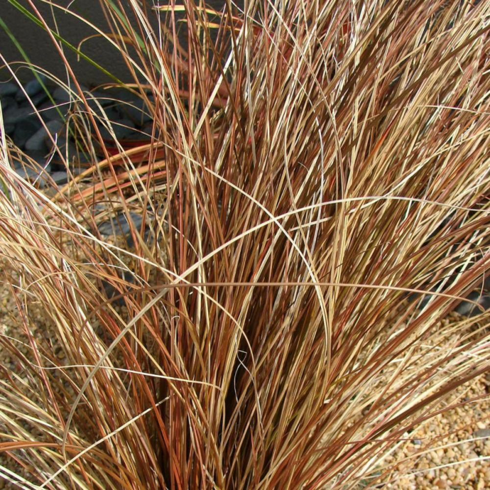 Laîche de buchanan pot de 2l - 40/60 cm