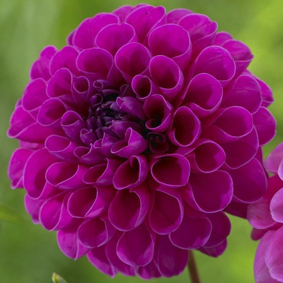 Dahlia pompon 'rocco' bulbe calibre i
