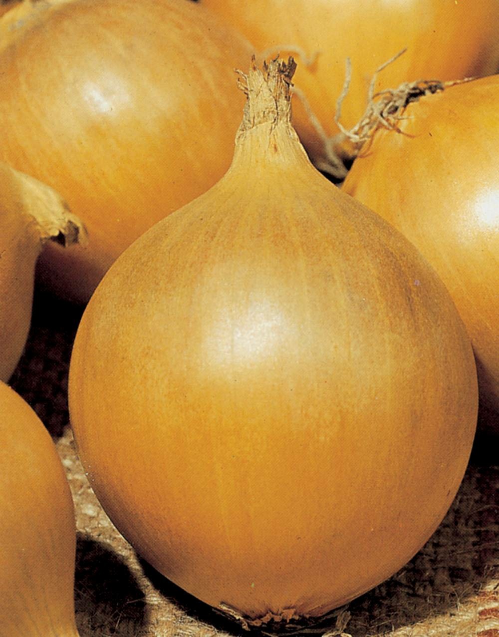 Oignon jaune hyline hf1 - 5 g