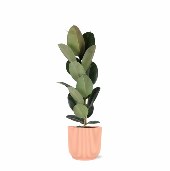 Ficus elastica robusta et son pot relief rose - hauteur 90cm