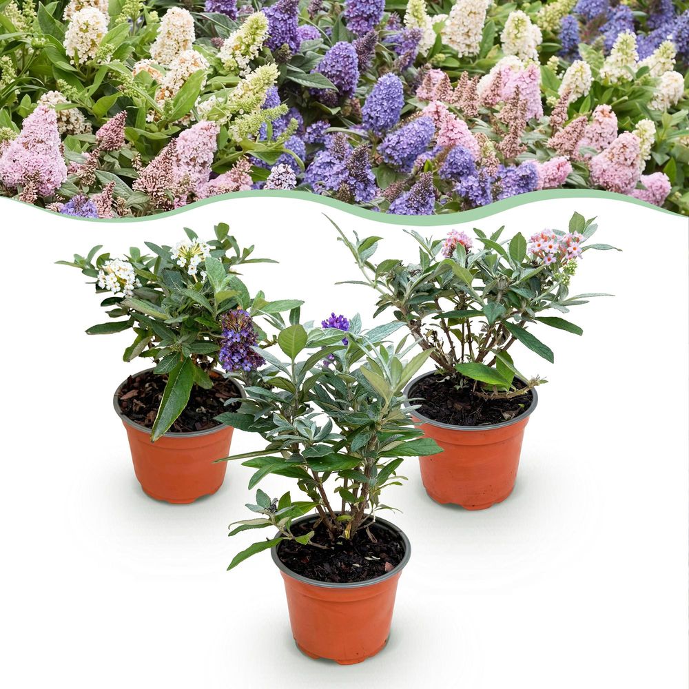 Buddleia nain butterfly candy en mélange - 3 plants - h 20-25 cm, pot ø12 cm