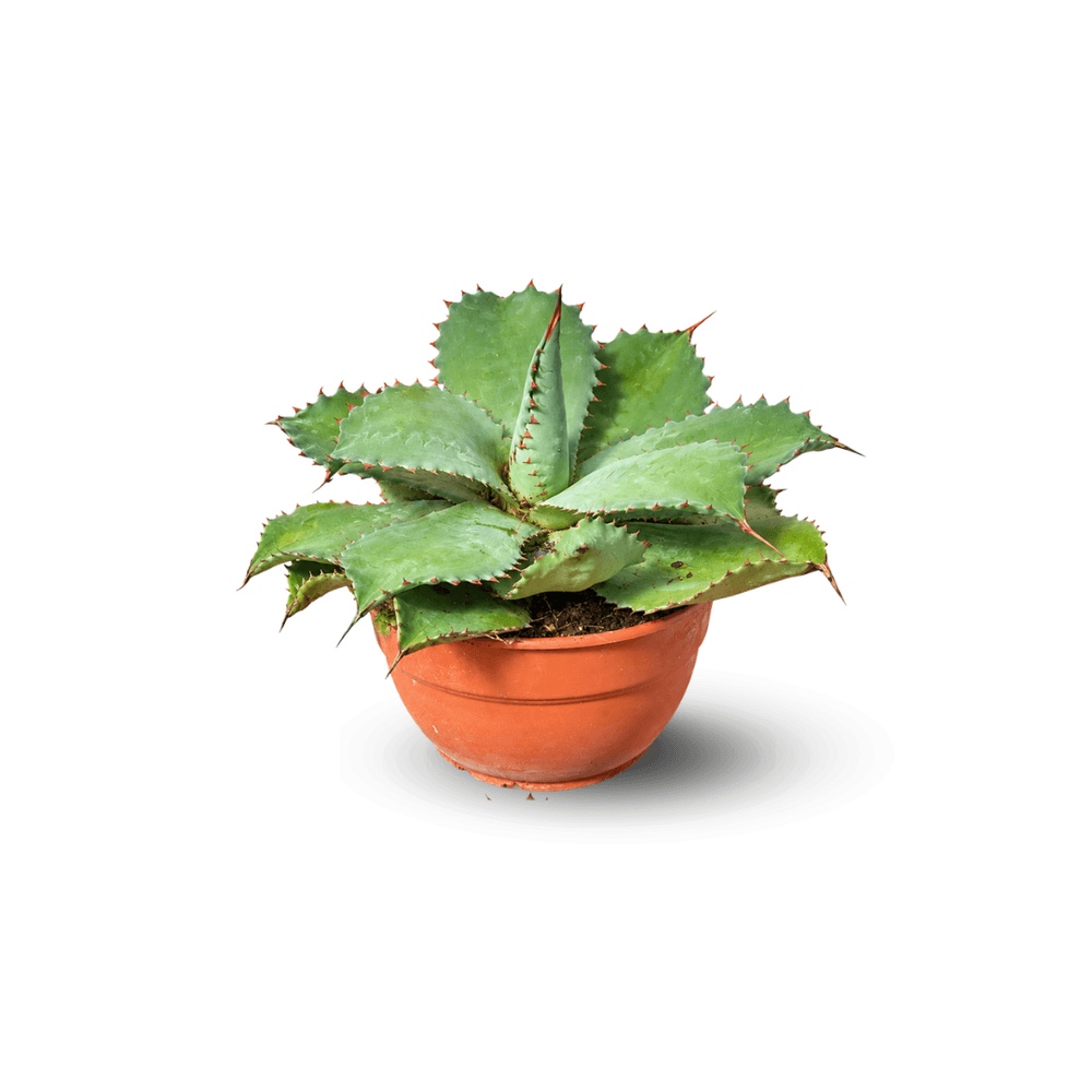 Agave potatorum - 30-40 cm - ⌀ 20 cm - cactus et plantes grasses