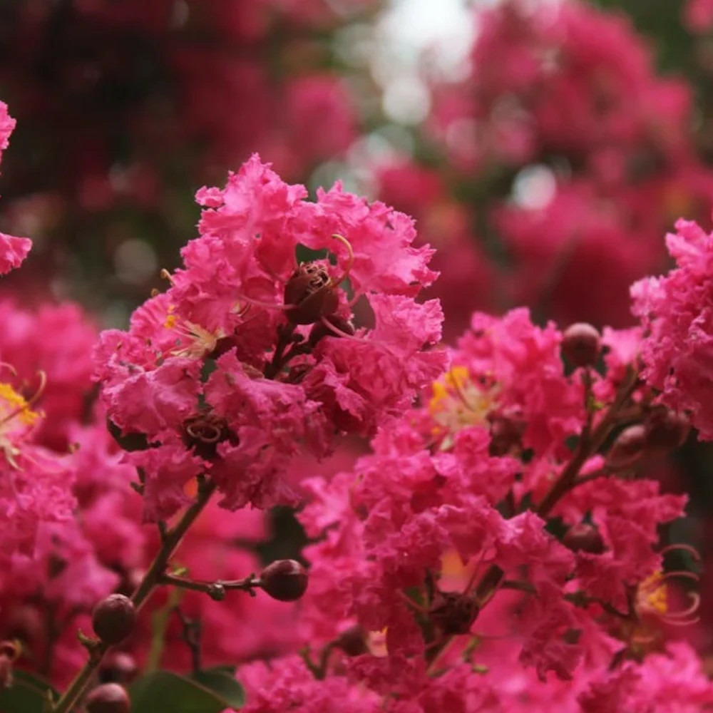 Lilas des indes double feature, lagerstroemia pot de 7 l - 1/4 tige
