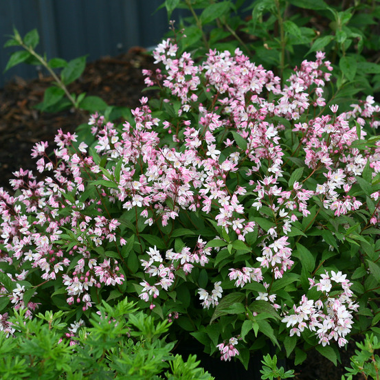 Deutzia 'yuki cherry blossom' pot de 7,5l/10l