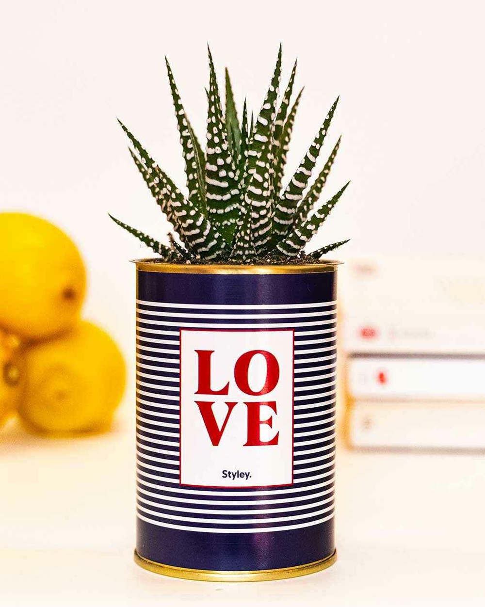 Plante drôle - love - cactus