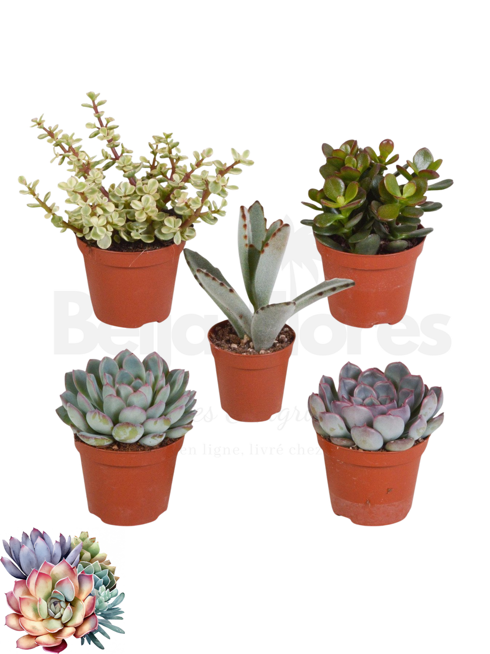 Succulentes mélange de 5 pots h-7/14cm