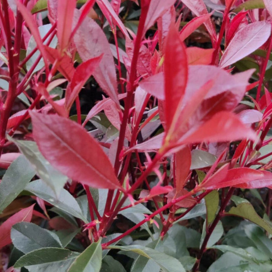 Photinia carré rouge - photinia fraseri carré rouge en pot 30l 125/150cm