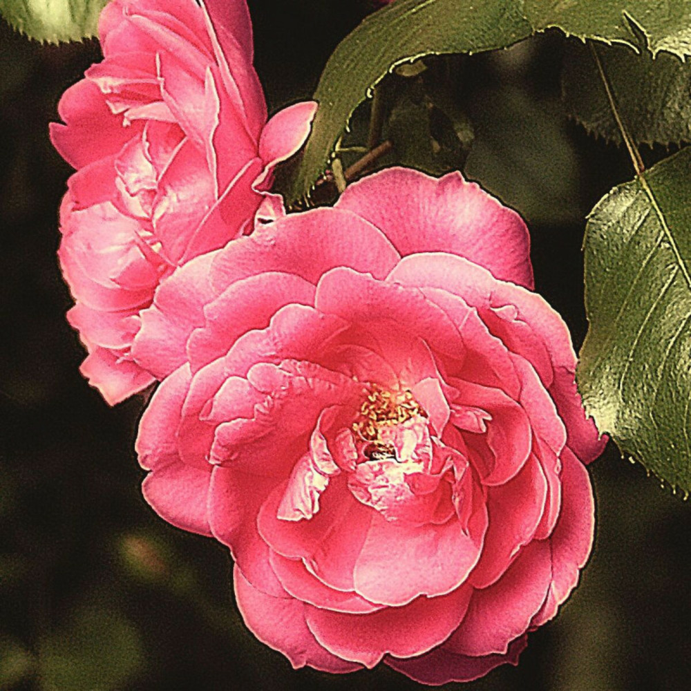 Rosier grimpant pompon de paris godet - 5/20 cm