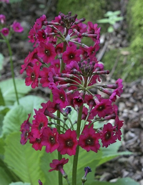 Primevère japonaise godet de 8/9 cm