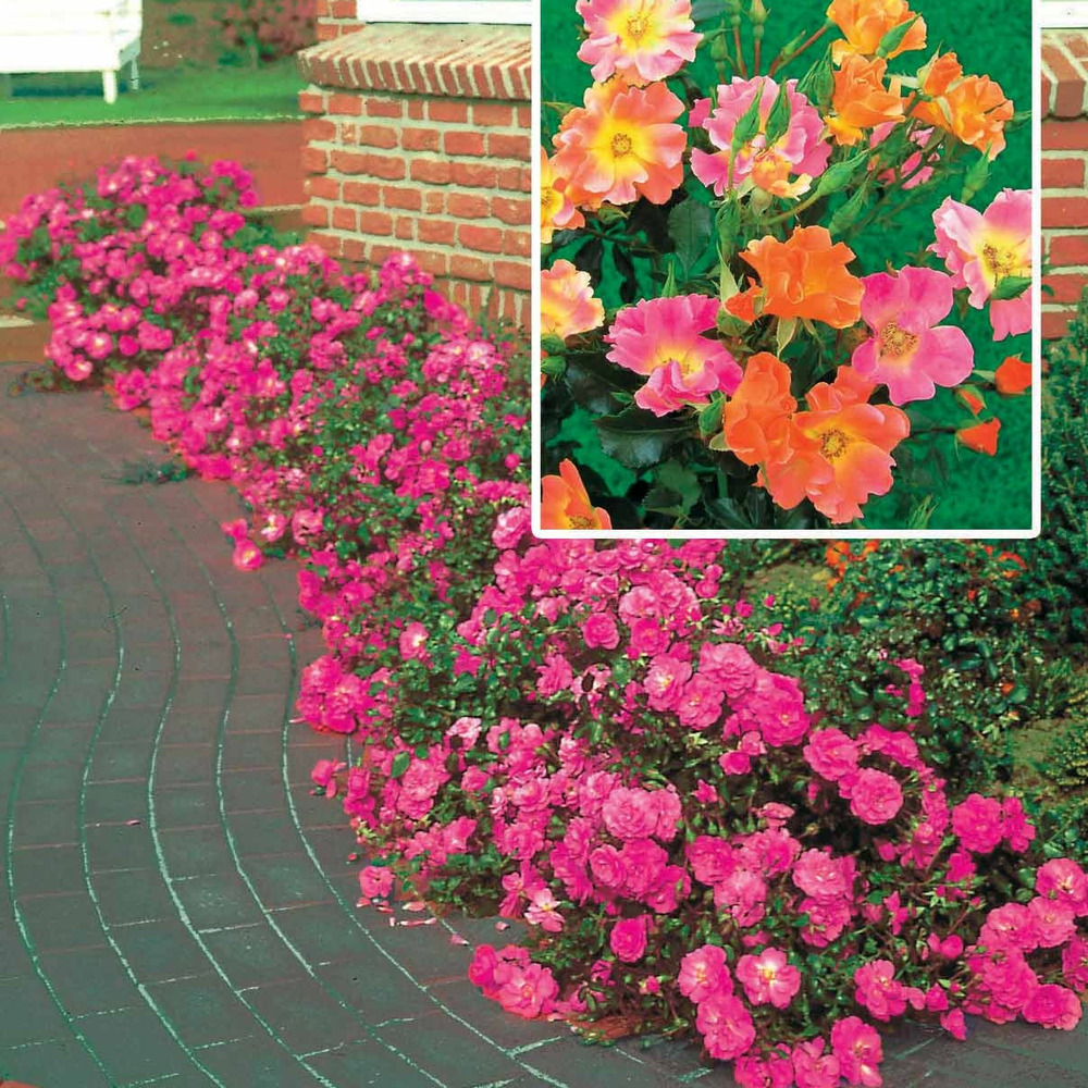 Collection de 6 rosiers couvre-sols - le paquet de 6 racines nues