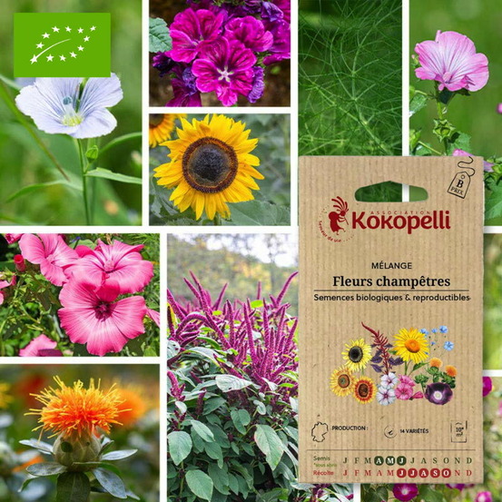 Mélange fleurs champêtres- graines bio à semer