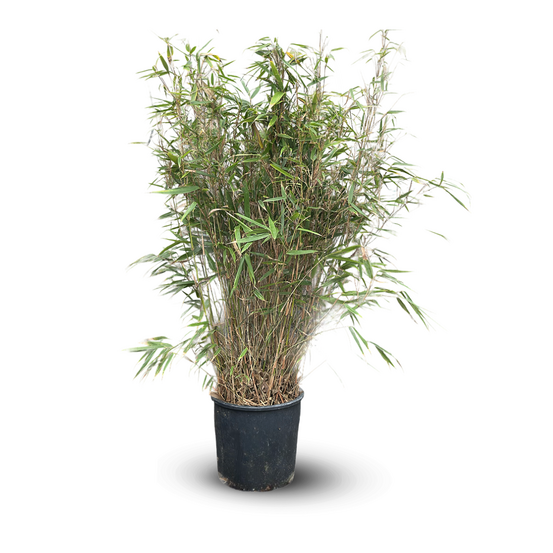 Fargesia rufa - bambou - ↕ 110-120 cm - ⌀ 24 cm - plante d'extérieur