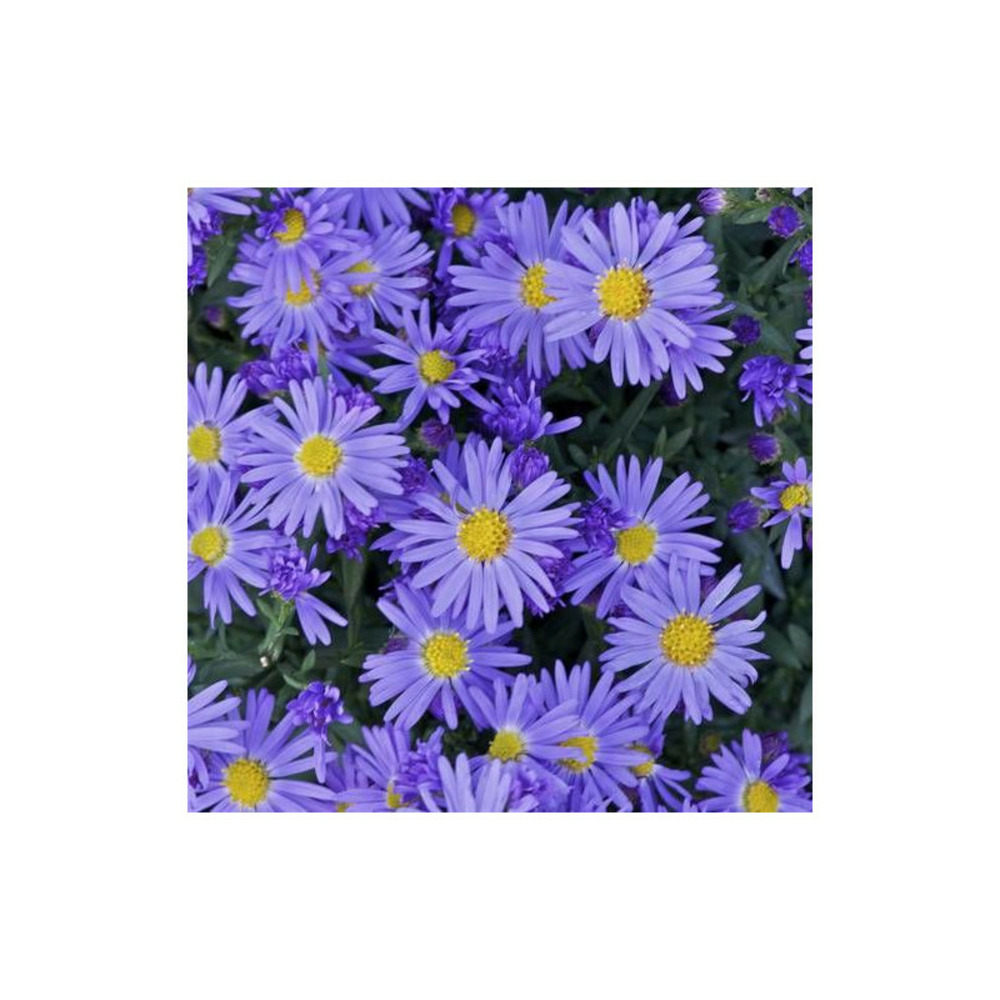 Aster d'automne dumosus prof. Anton kippenberg godet - 5/20 cm