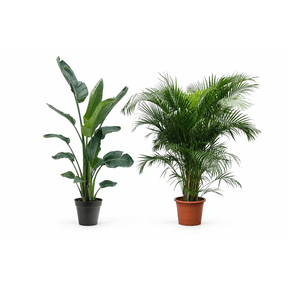 Duo tropical monumental — strelitzia nicolai et areca