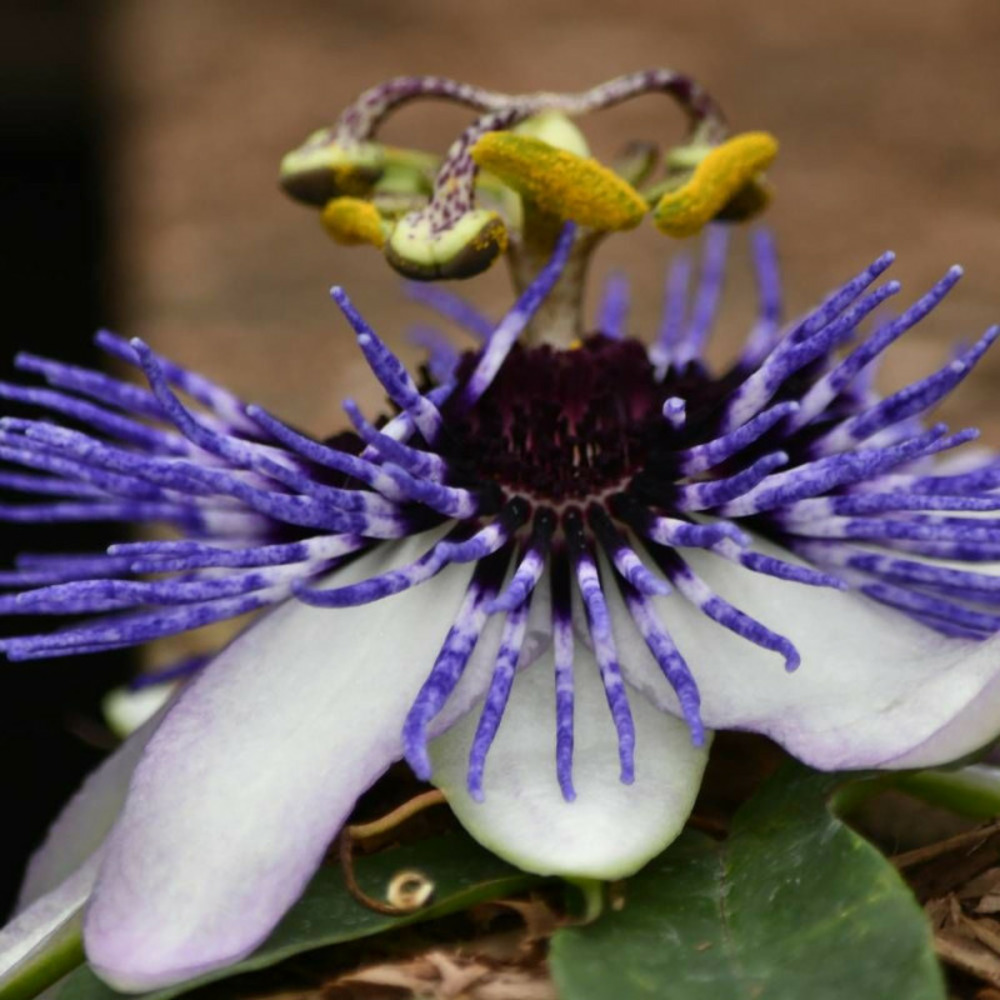 Passiflore riverside® damsel's delight® pot de 1,5l - tuteur bambou 30/60 cm