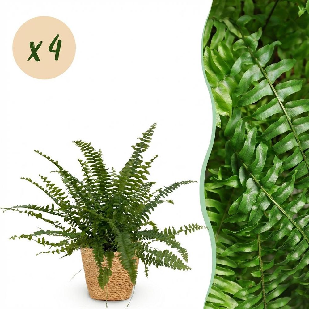 Nephrolepsis exaltata green lady - pet-friendly - pot de 12cm - hauteur 25-30cm - plantes d'intérieur