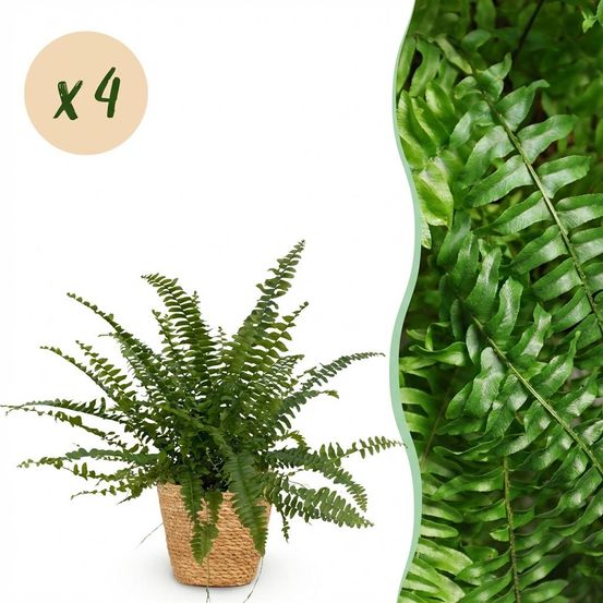 Nephrolepsis exaltata green lady - pet-friendly - pot de 12cm - hauteur 25-30cm - plantes d'intérieur