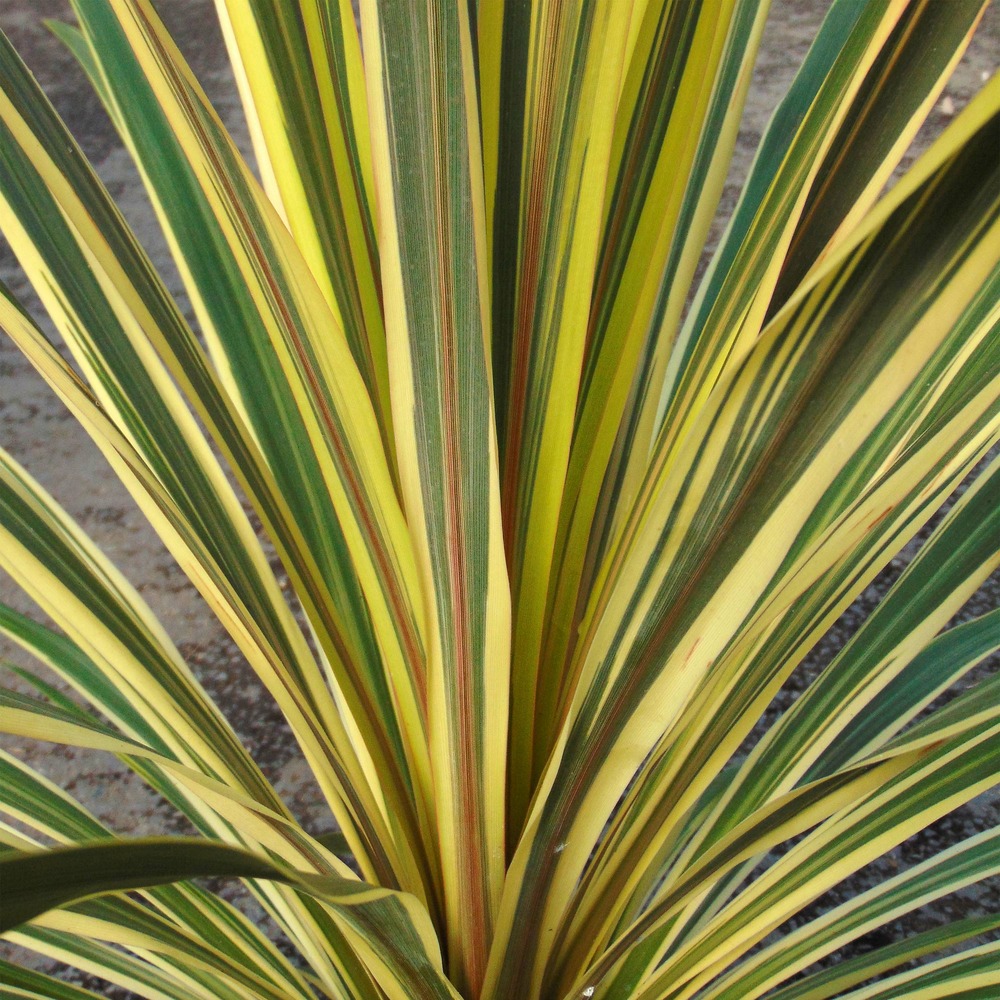 Cordyline 'torbay dazzler' pot de 2l/3l