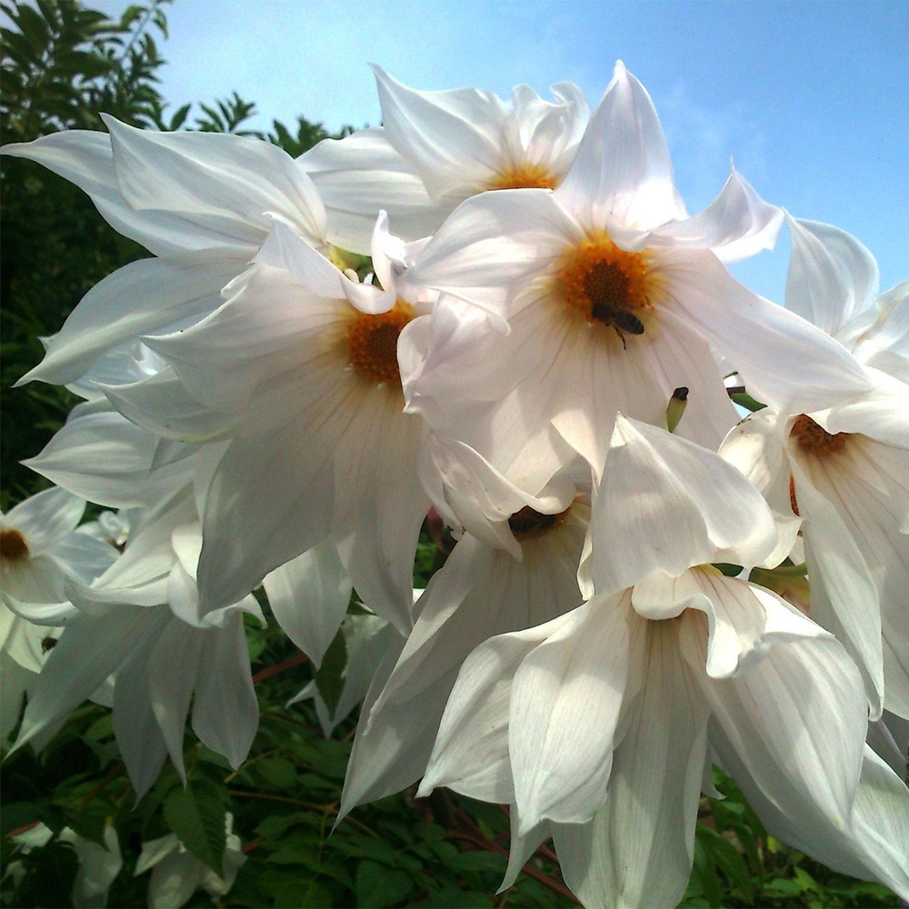 Dahlia en arbre 'white' bulbe calibre i