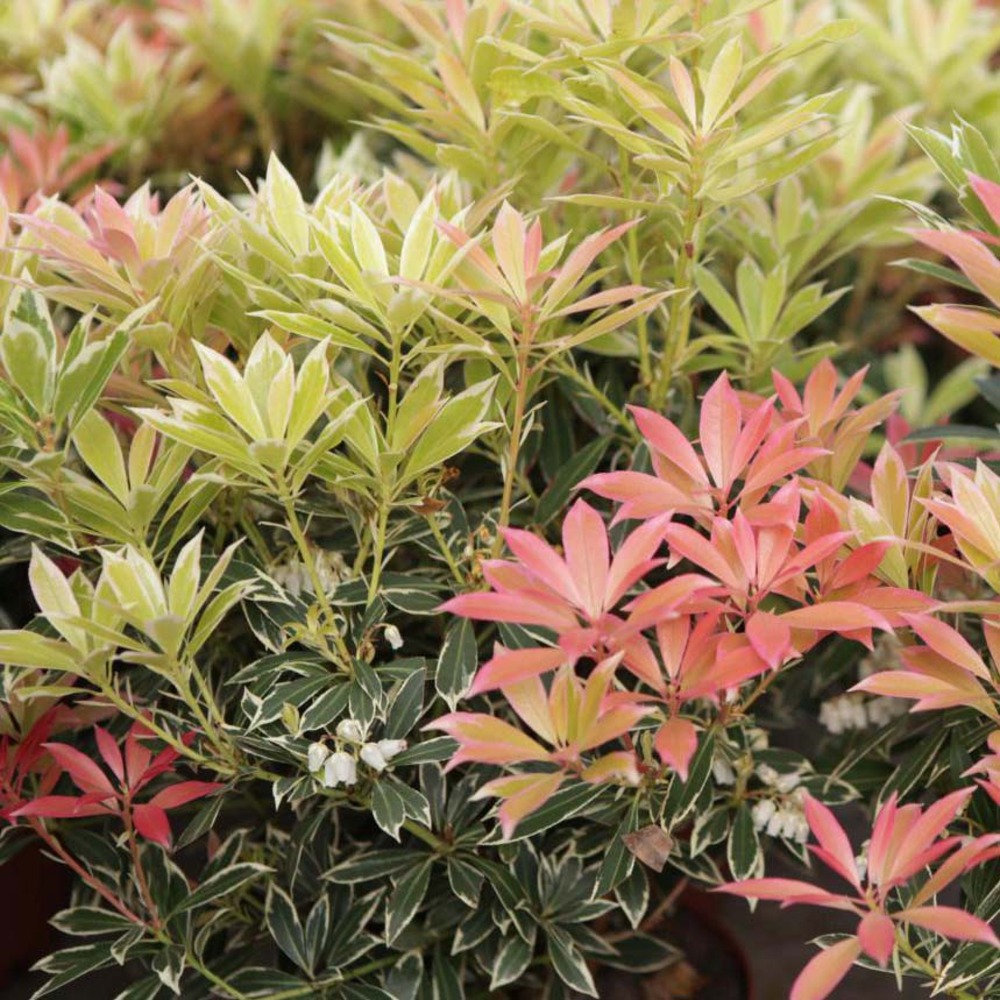 Andromède du japon 'flaming silver' pot de 2l/3l
