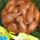 Echalote jermor type cuisse de poulet, les 2 sachets de bulbes / 500g chacun / circonférence 15-35mm