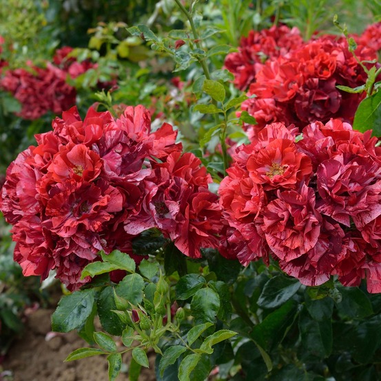 Rosier à fleurs groupées 'la reine de la nuit ' pot de 3l/4l