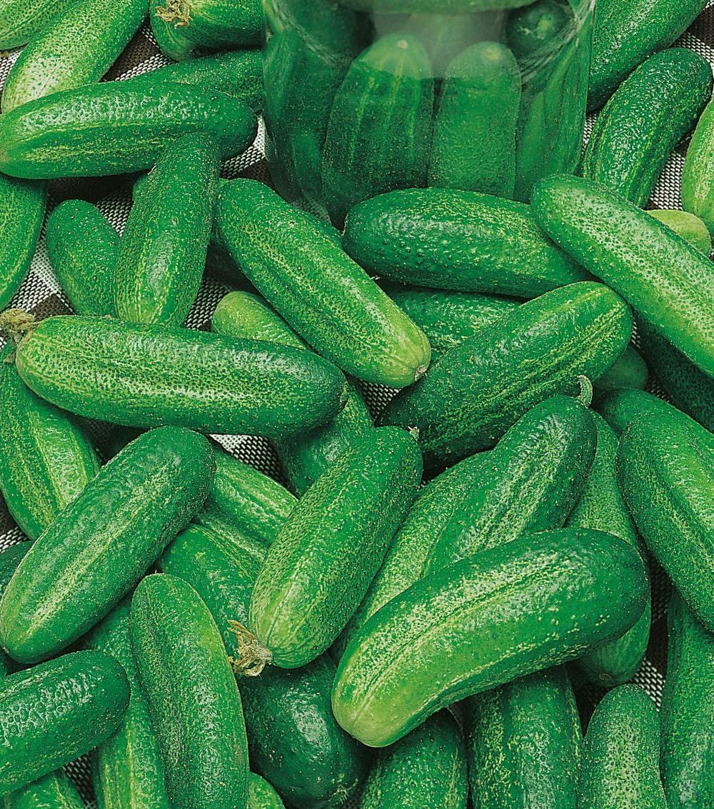 Cornichon hokus - 2 g