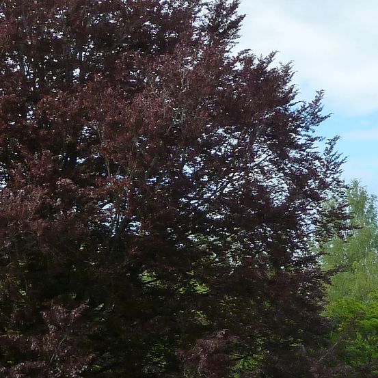 Bouleau pourpre crimson frost, betula pot de 15l - baliveau