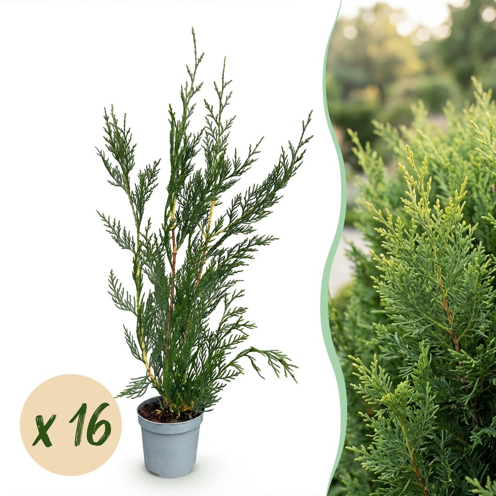 Cyprès de leyland 2011 - lot de 16 - pot 9 cm - hauteur 30-40 cm
