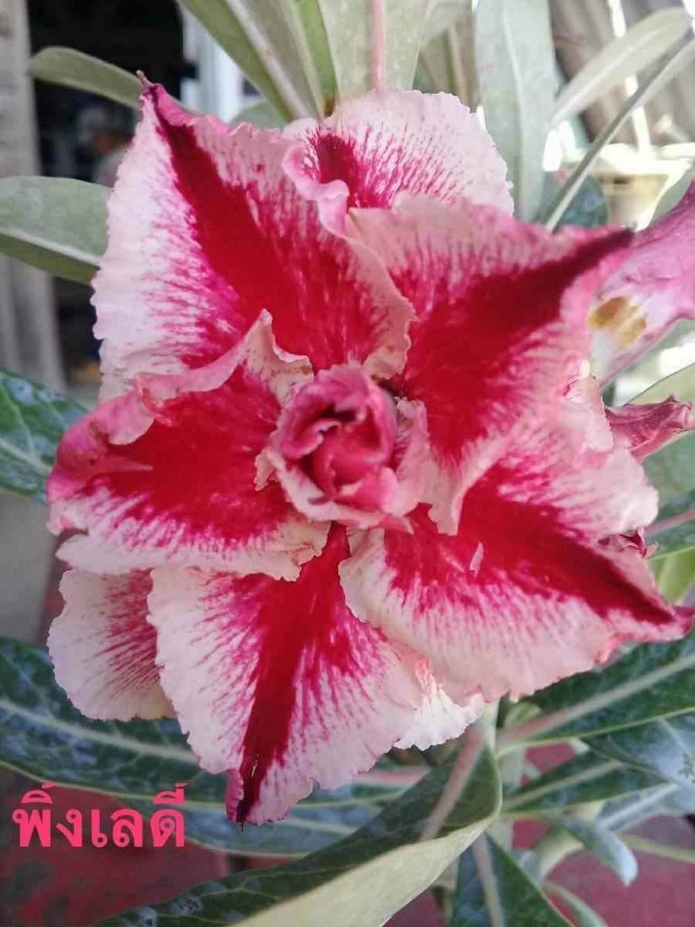 Adenium obesum cv.dame rose caudex d'environ 2000g 25/30cm très gros caudex
