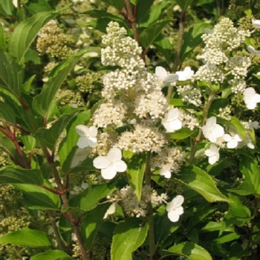 2 x hortensia paniculé 'kyushu' - hydrangea paniculata 'kyushu'  - 40-50 cm pot