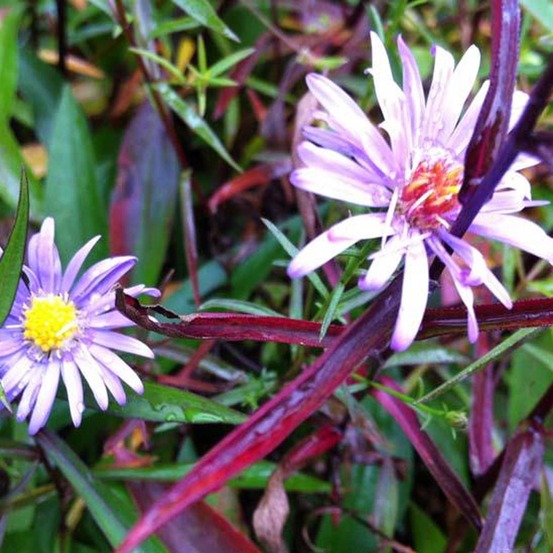 Aster turbinellus godet de 8/9 cm